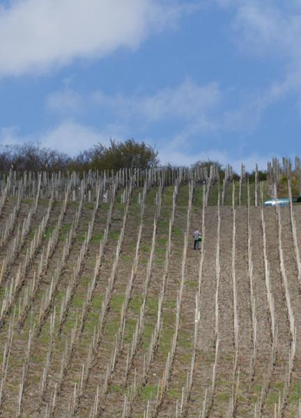 Weingut & Gaestehaus Schmitz-Bergweiler Bernkastel-Kues Bagian luar foto